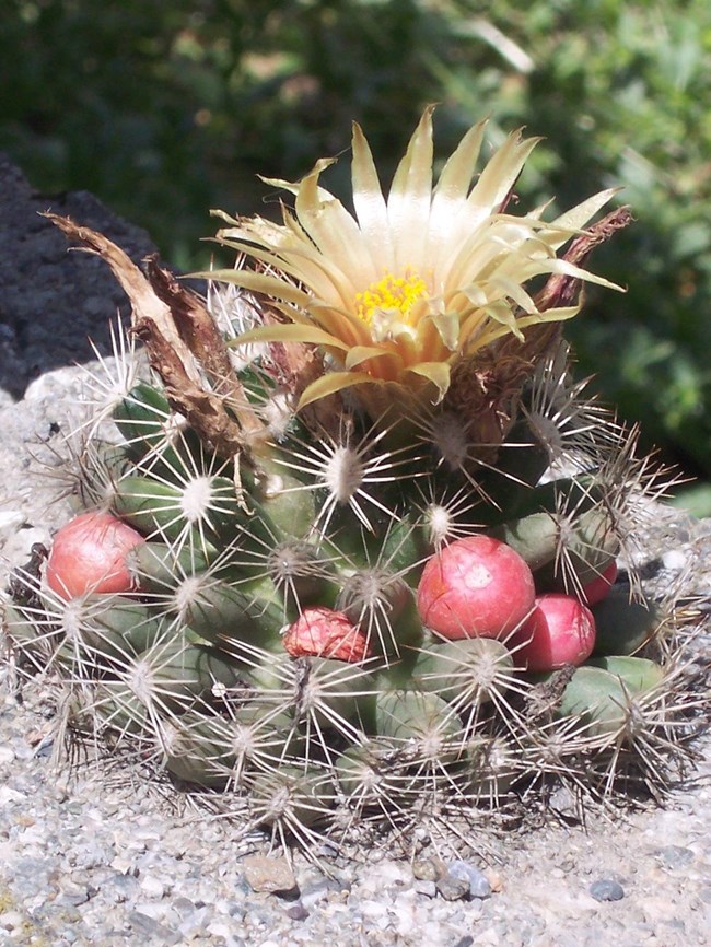 A Missouri Foxtail Cactus in bloom.  Growing from rocky soil, the round plant is green with numerous, small, white-spines.  In the center, at the top, is the yellow flower surrounded by white and brown petals.