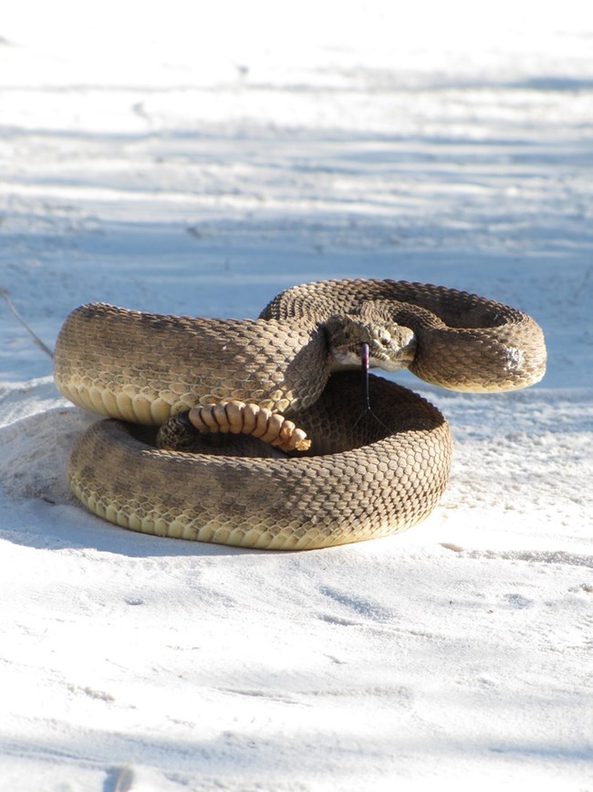 in white sand, a prairie rattlesnake coils up and sticks out its long black tongue.