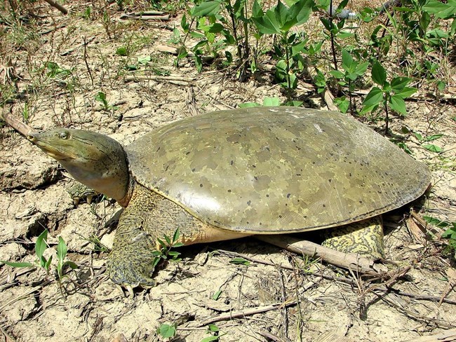 A large spiney softshell turtle on a partially dried mud bed.  Its shell is dark green with small black spots and its head and legs are several shades of green.