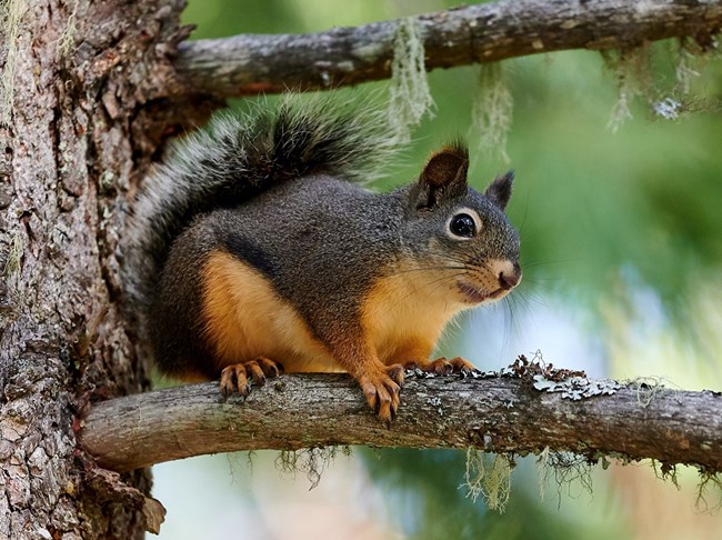 small squirrel