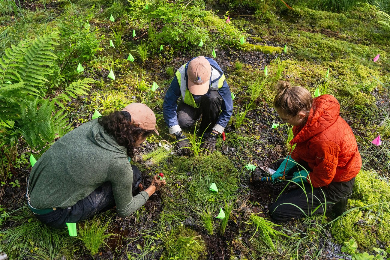 Three people kneeling on wet ground surrounded by small green and pink flags where plugs have been planted around them. One is pressing the soil around a newly planted sedge while the others are using different tools to dig small holes.