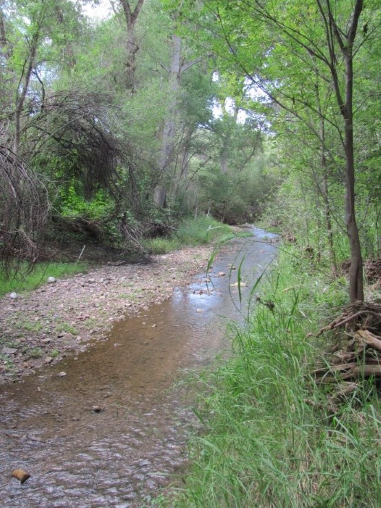 Small creek traversing through forested area