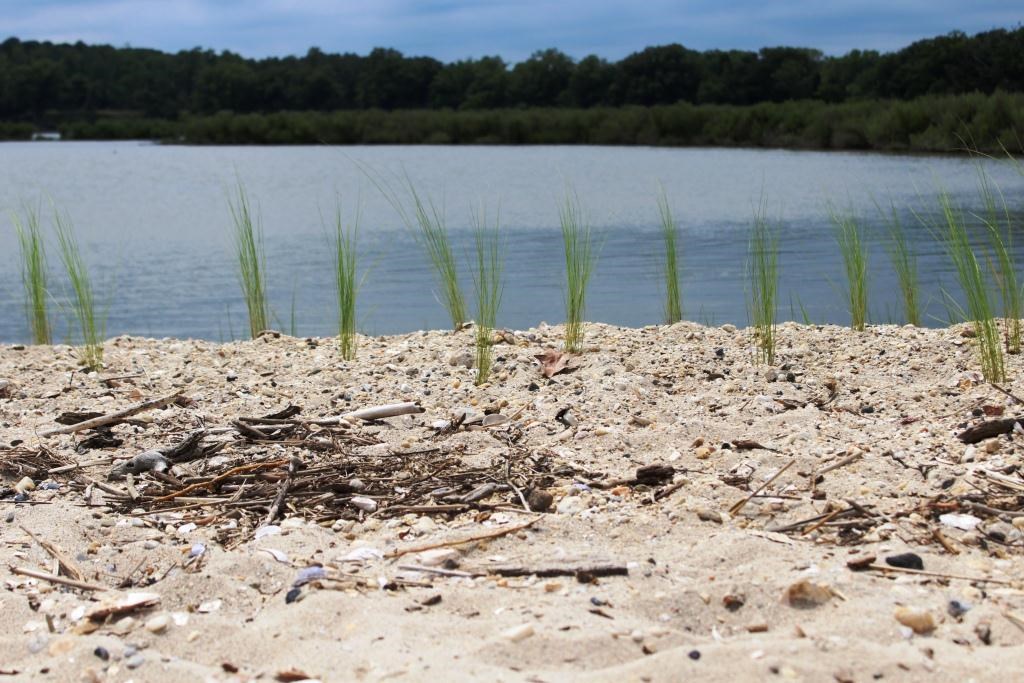 Native Plants in sand by water