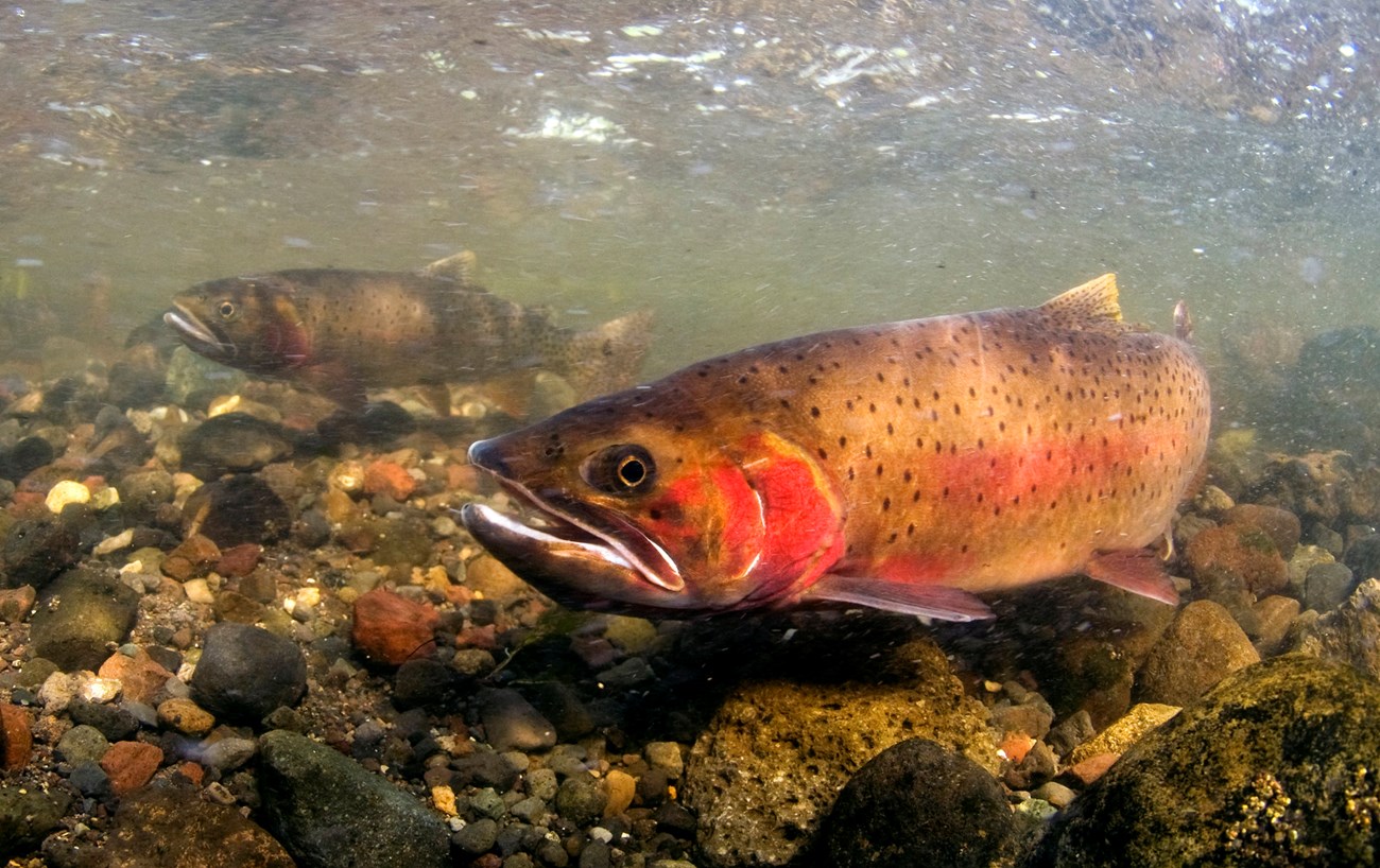 A large cutthroat trout swims low above river rocks