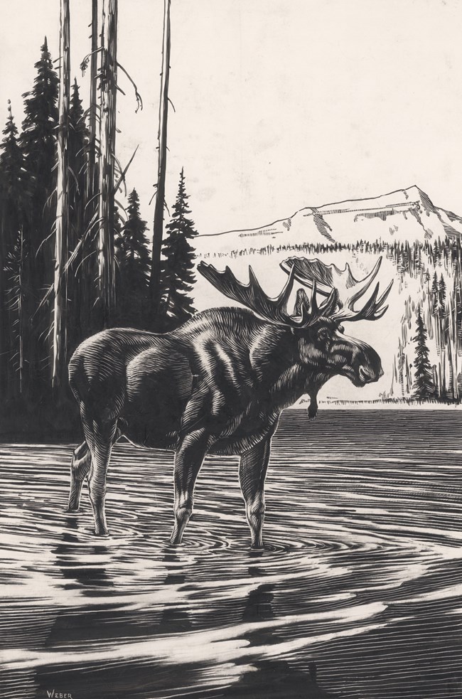 Pen-and-ink drawing of a Moose standing in water.