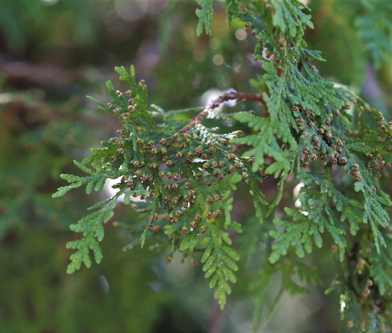 leaves of an Eastern Red Cedar with dull mustard yellow male cones