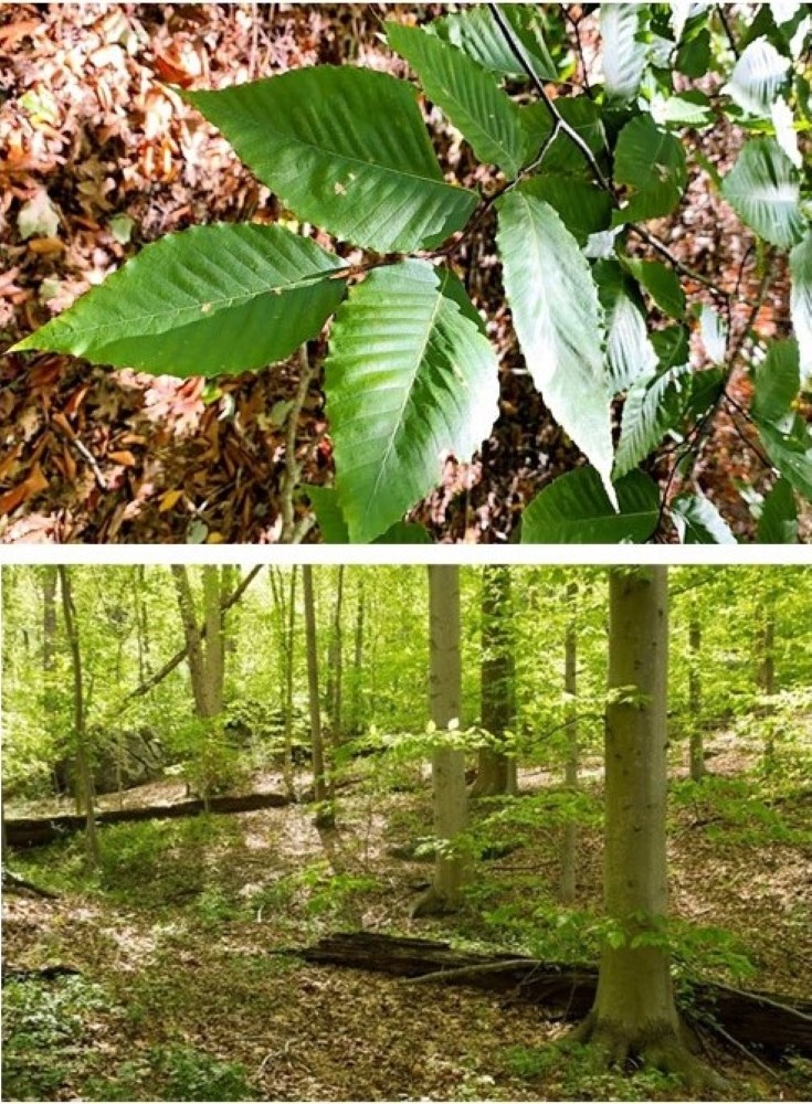 Top: A close-up of healthy green beech leaves with the forest floor in the background. Bottom: Multiple beech trees showing characteristically smooth bark occupy the forest floor.