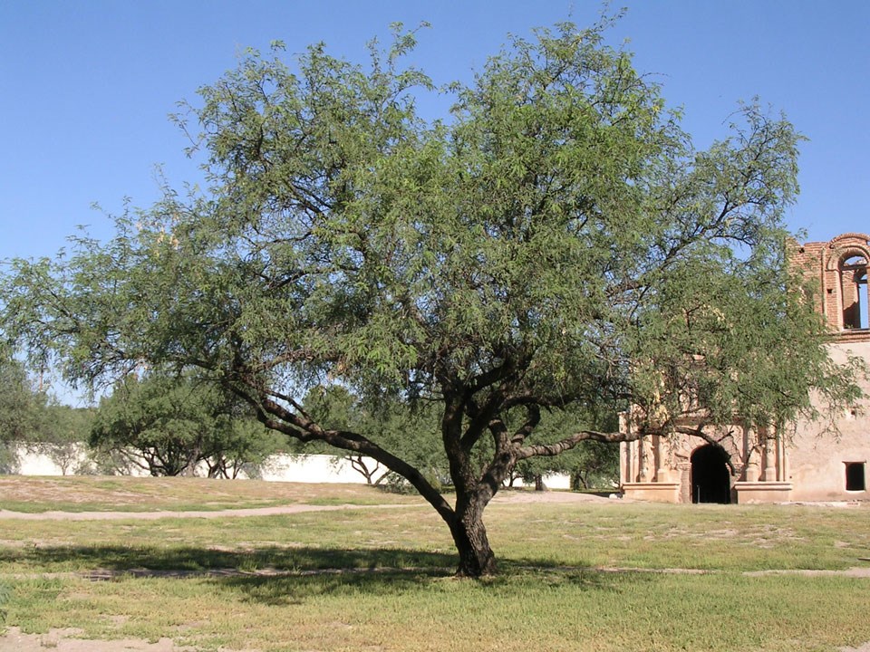 stately mesquite tree in front of mission church