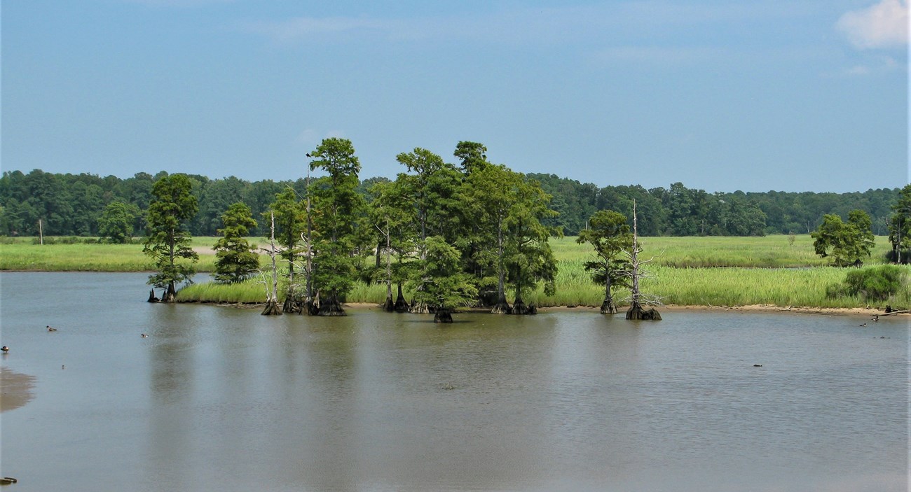 large trees emerge from the water with salt marsh in the background