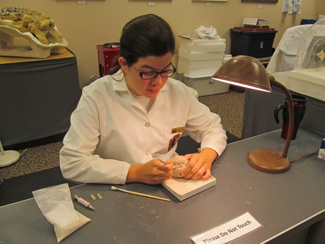 a woman in a white lab coat works on a baseball-sized fossil skull under a bright lamp.