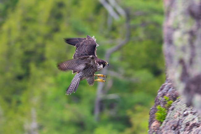 A brown raptor with its talons out flies toward a vertical cliff with trees in the background