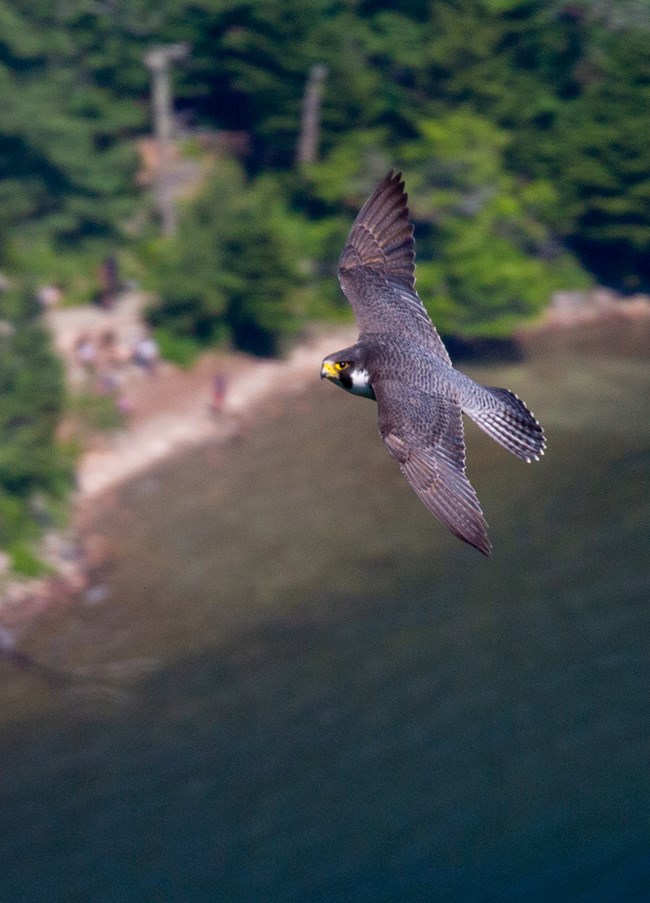 View from above of a large brown bird flying over a beach with people