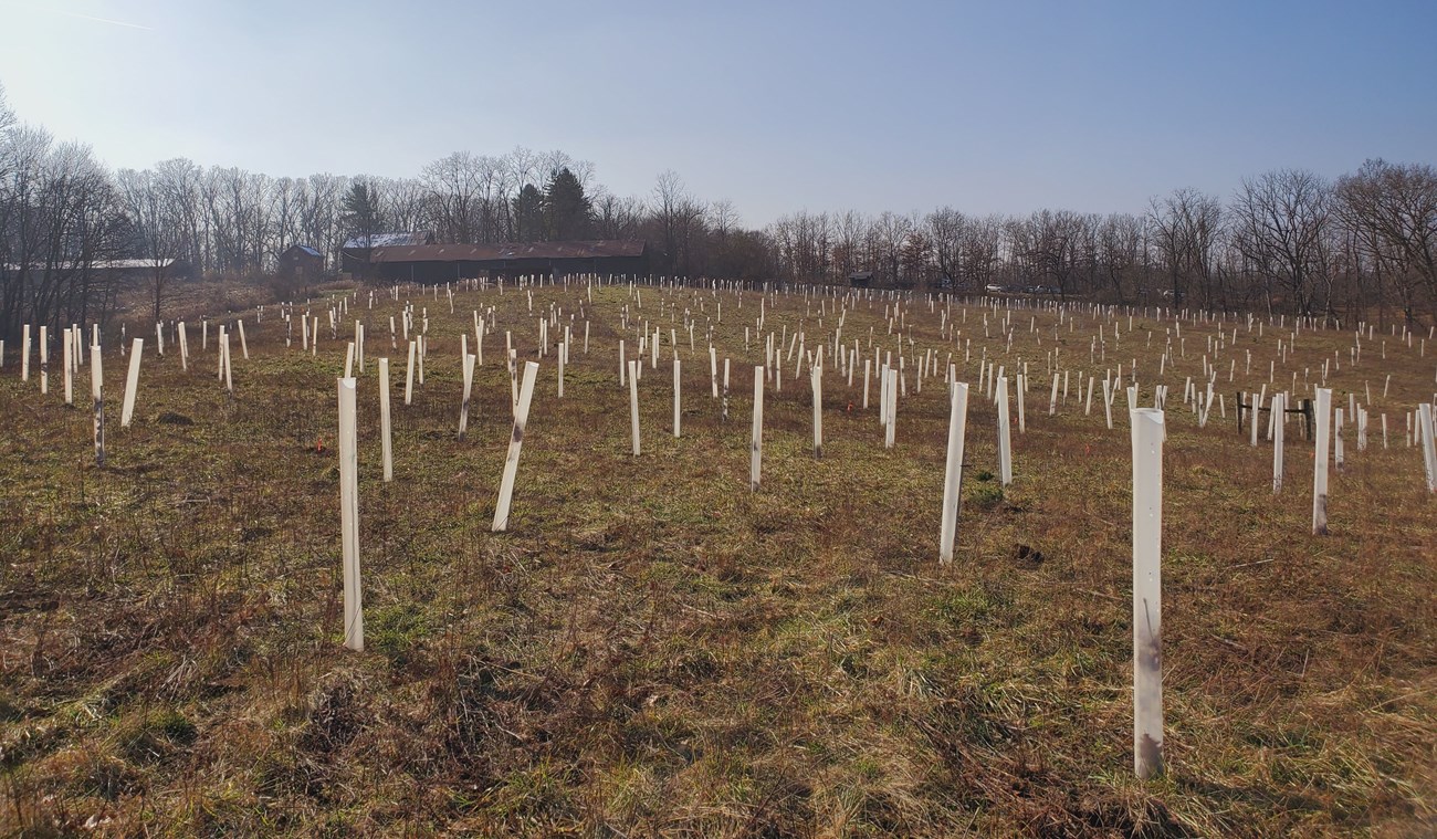 Large open field dotted with tall upright plastic tubes. In the background are several large barns and farm buildings and parked cars.