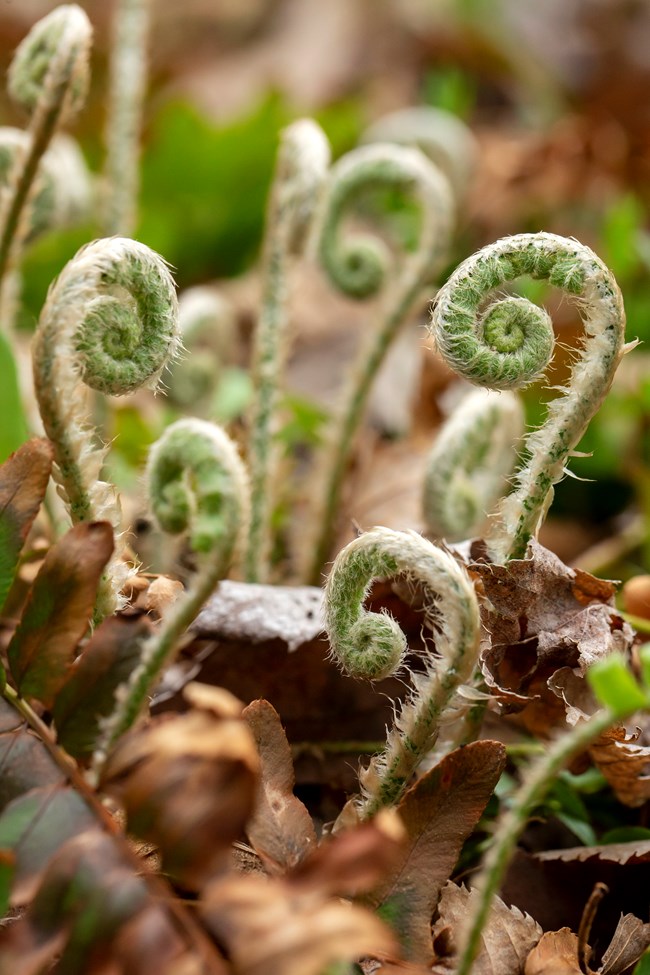 Ferns begin to emerge in the Wild Gardens of Acadia.
