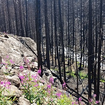 Blackened standing tree trunks with purple flowers growing on rocky slope