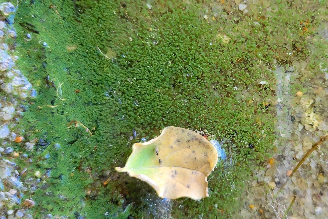 Close-up of tiny green dots or globs of green algae on the surface of the water at a lake's edge.