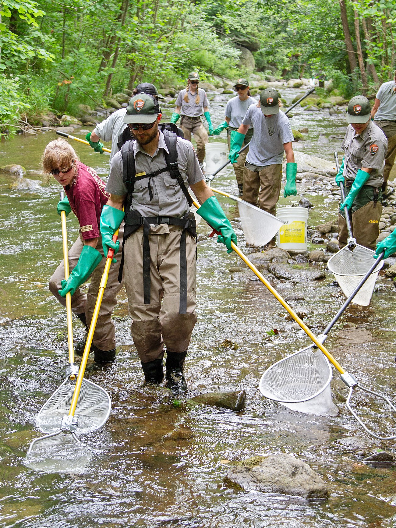 Looking down the Rapidan River at a big team of NPS staff and interns moving upriver in waders, with electrofishing wands, nets, and buckets.