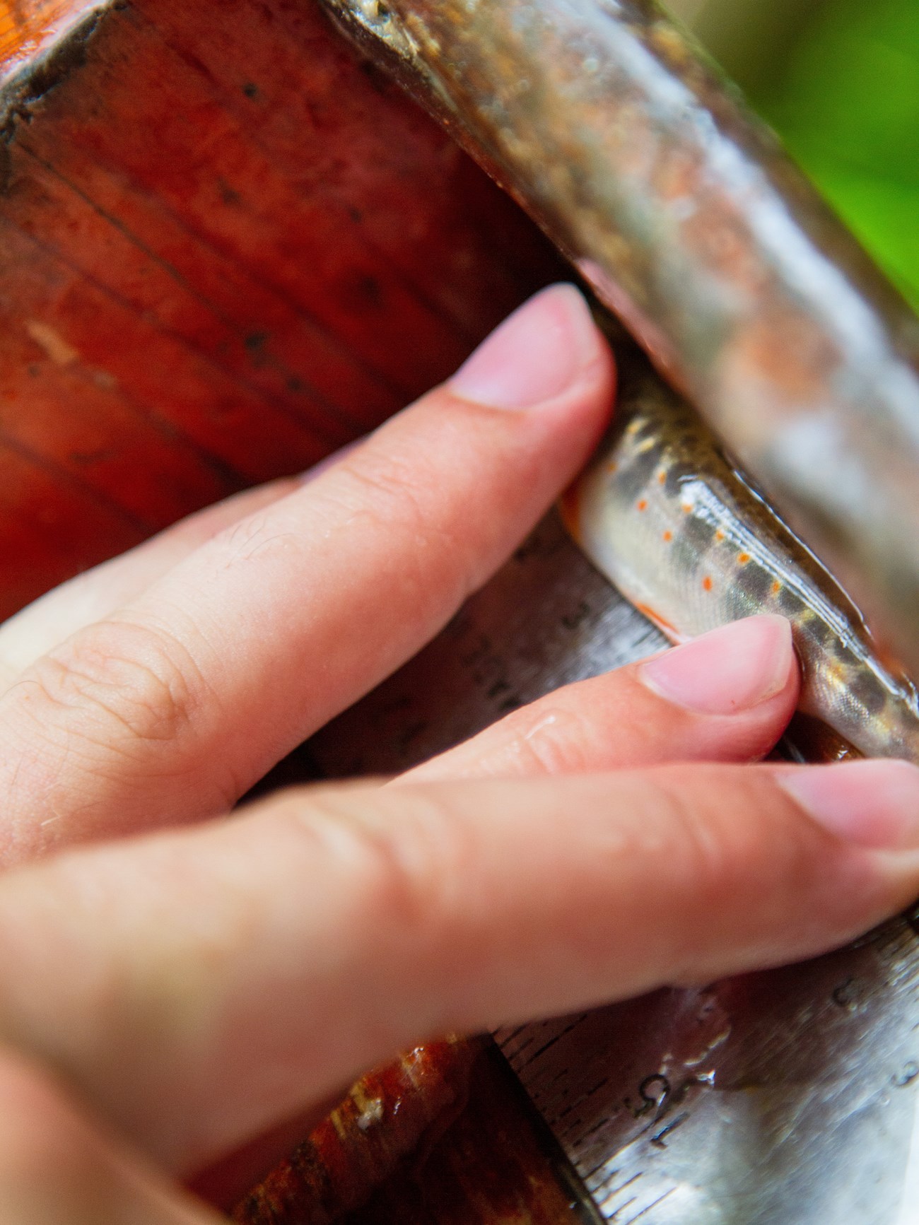 Fingers gingerly hold a small brook trout against a ruler to measure it.