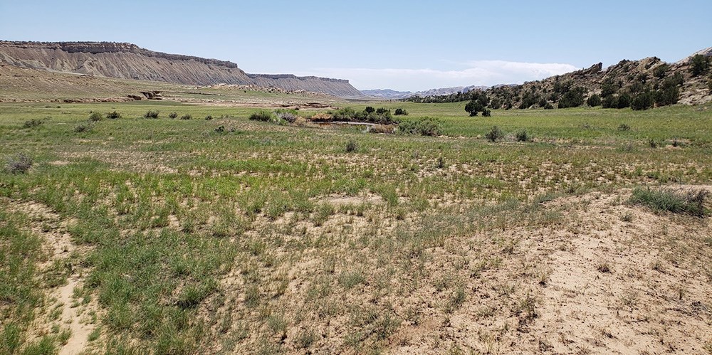 Vegetation and exposed sandy soil from Capitol Reef National Park.