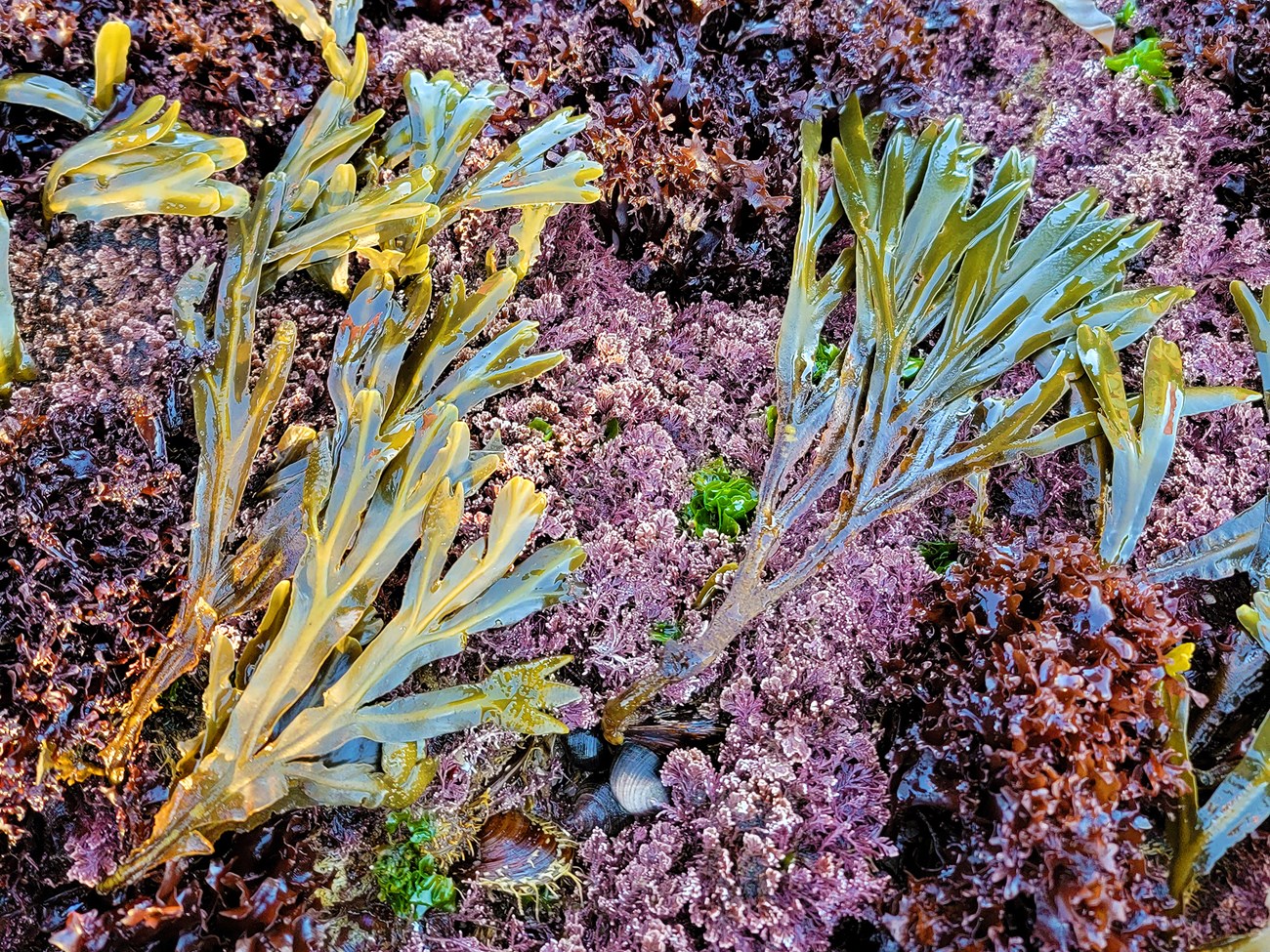 Patch of exposed intertidal seaweeds and algae in a patchwork of smooth and shaggy textures, and jewel tone shades of green, red, and pink.