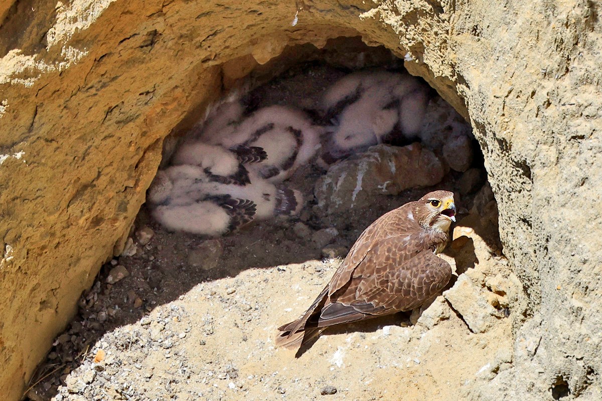 Peering down into a rock cavity guarded by a vocalizing falcon. Inside, three white fluffy nestlings lie on the ground.