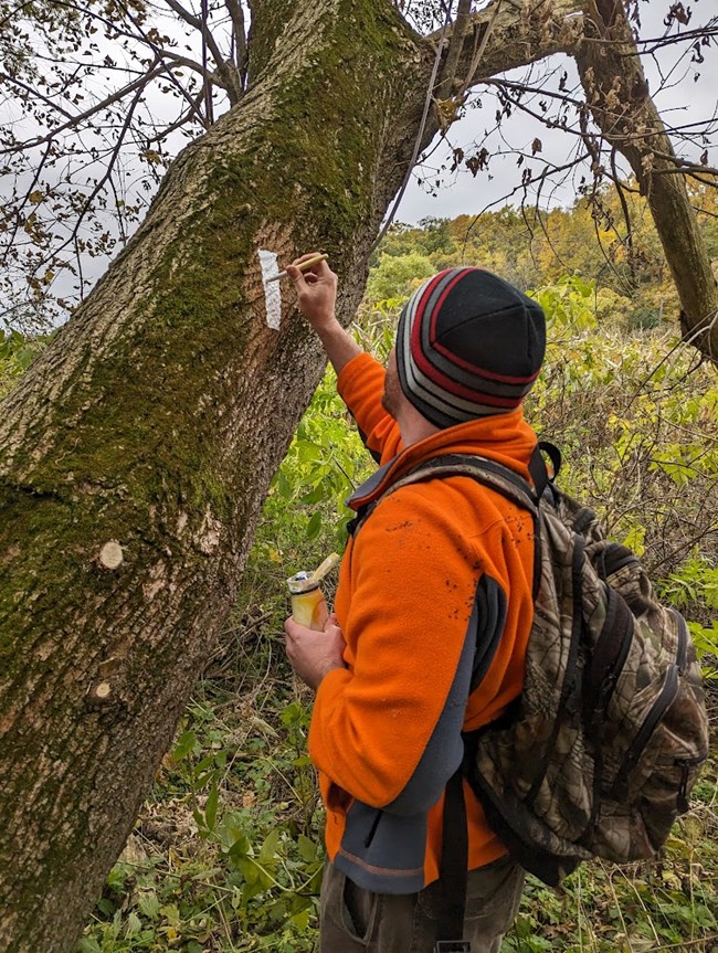 A man wearing a backpack uses a paint brush to paint a white rectangular blaze on a tree.