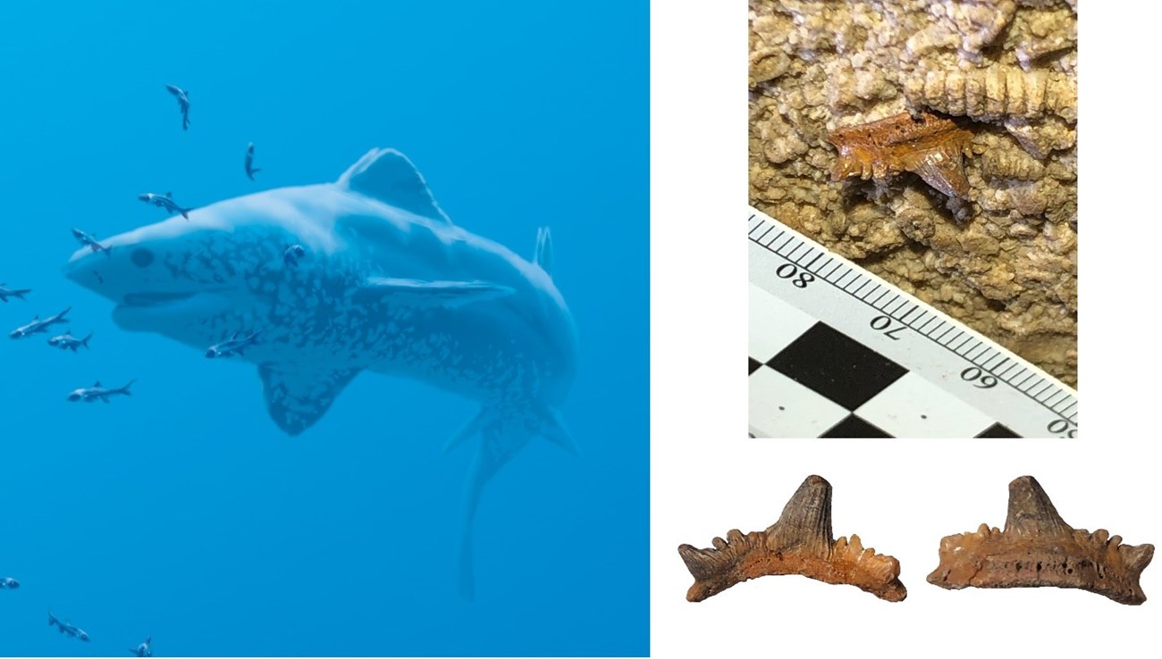 three images: an ancient shark, a fossil tooth in rock, and the fossil tooth cleaned up for preservation.