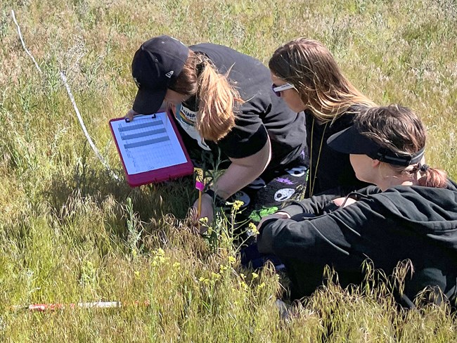 Three young women sit in the grass beside a transect measuring tape. One of them a pencil and a data sheet attached to a neon pink clipboard.