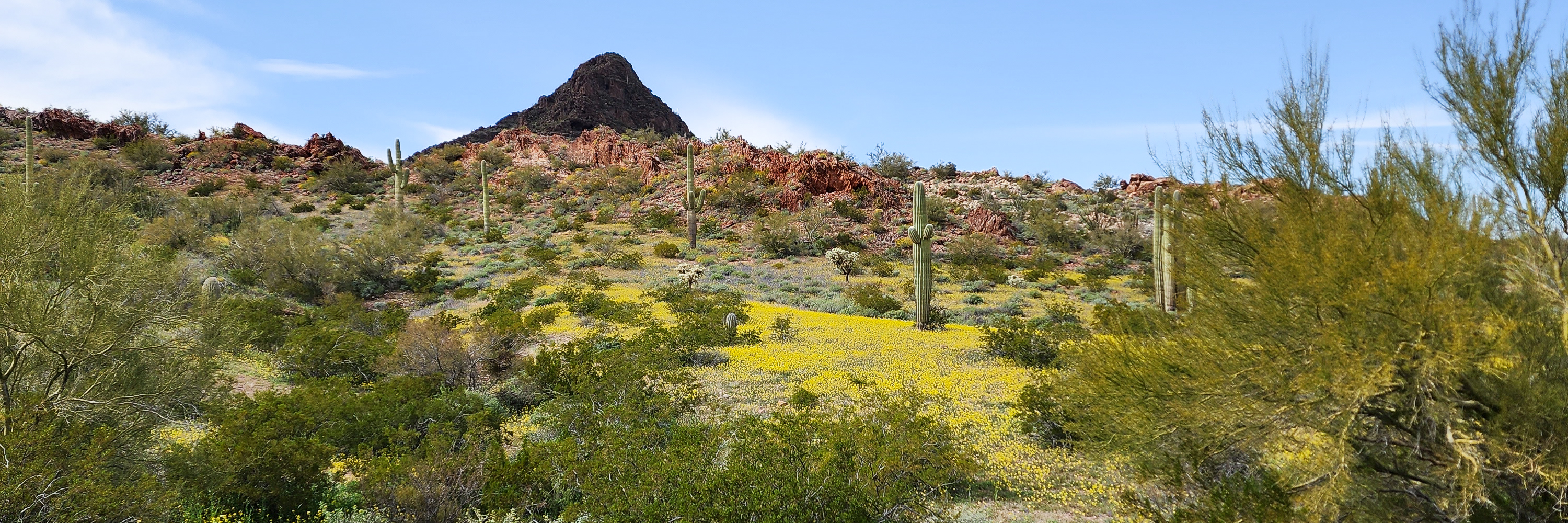 A carpet of wildflowers on a hillside.