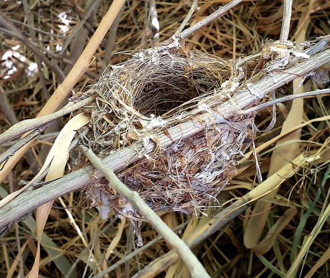 A bird's nest in the shape of a cup attached to dry reeds