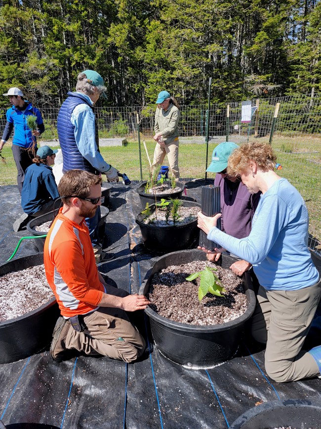 Researchers kneel and tend to a sapling planted in a pot.