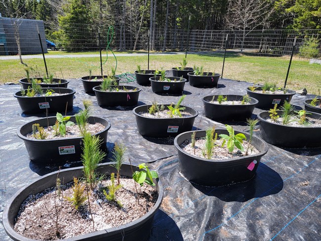 A series of pots planted with tree saplings.