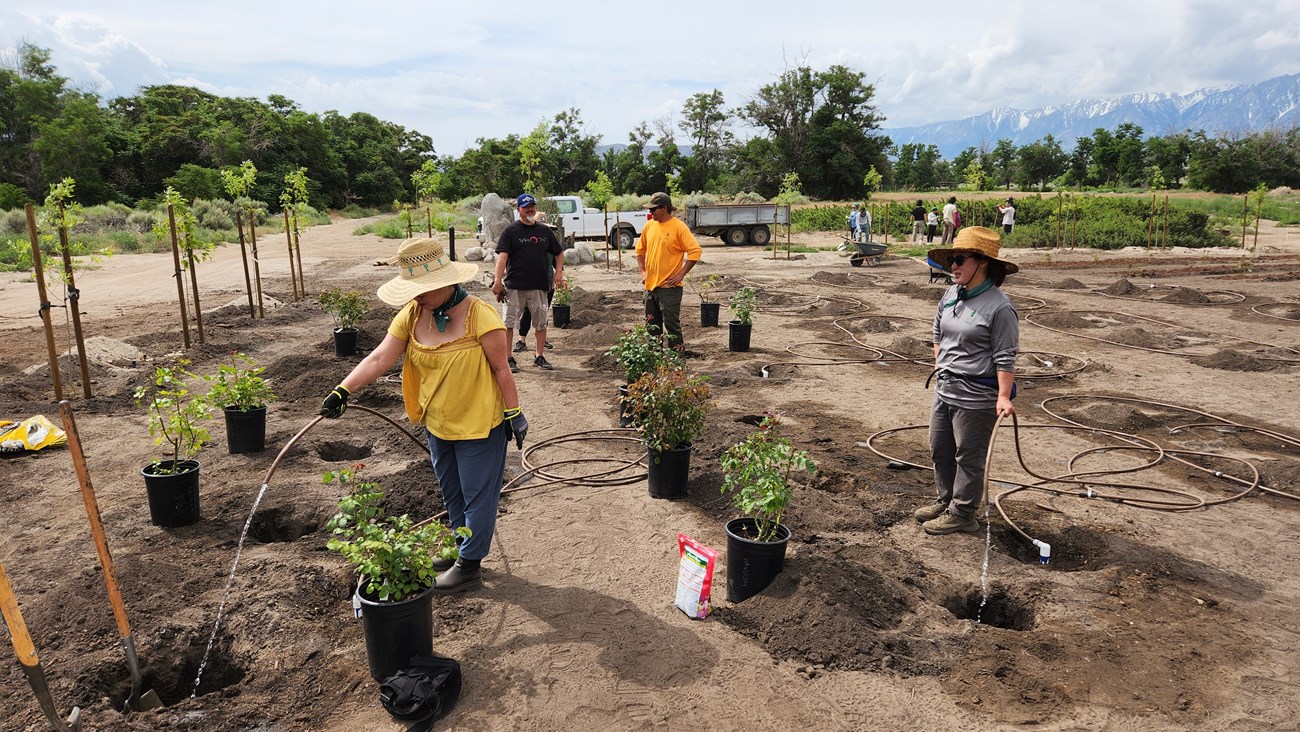 Four people stand on a patch of exposed dirt holding hoses to water holes before planting roses.