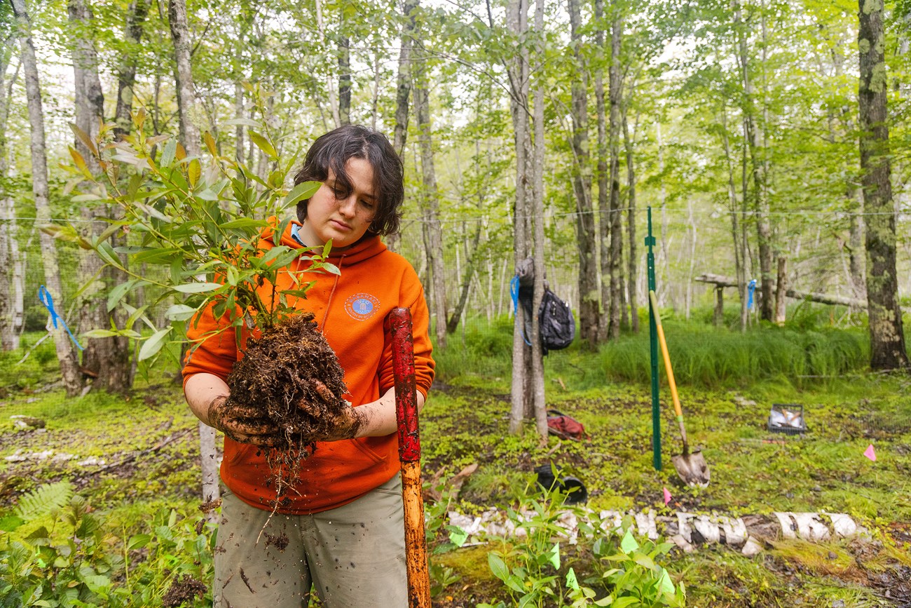 Young person in a bright orange hoodie holding the roots of a small shrub in a wooded area littered with shovels, backpacks, colored flags, and other trappings of restoration work.