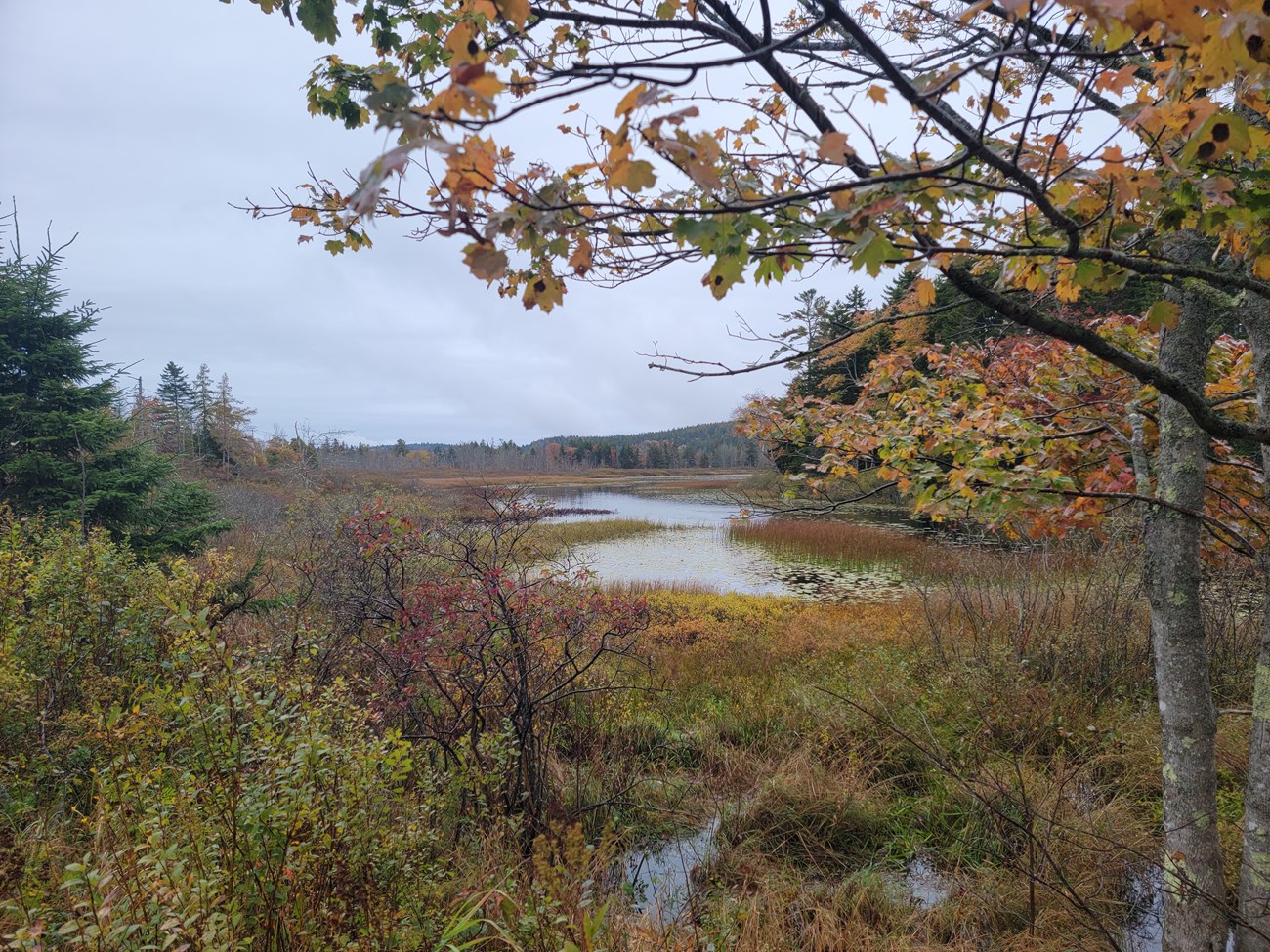 Cloudy day at a lish wetland with a birch in the foreground.