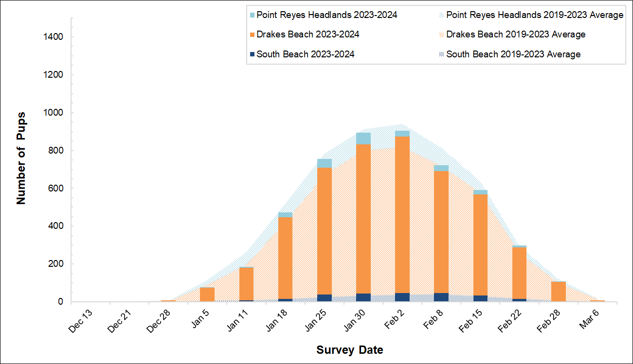 Graph of elephant seal pups counted at 3 colonies in Point Reyes in 2023-2024 by survey date. Bars for the present season are overlayed on an area graph of the 5-year average of pups counted. So far, the bars reach just shy of the area graph curve.