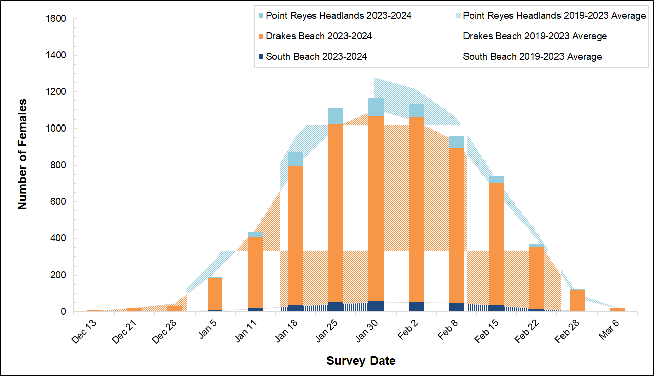 Graph of female elephant seal counts at 3 colonies in Point Reyes in 2023-2024 by survey date. Bars for the present season are overlayed on an area graph showing the average of the past 5 seasons. The bars so far are a bit shy of the area graph curve.