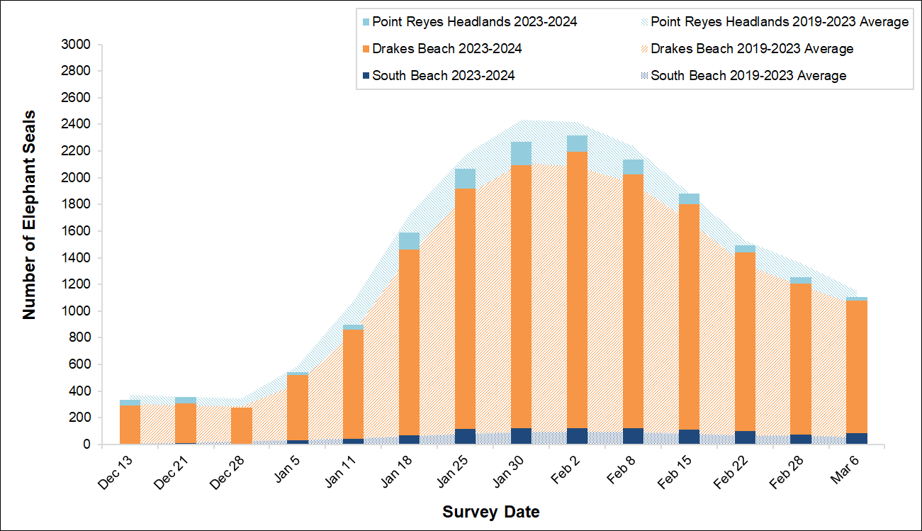 Graph of the total number of elephant seals surveyed at three locations in Point Reyes by survey date. Bars representing current season surveys fall slightly short of the background area graph representing the average seals surveyed over the last 5 years.