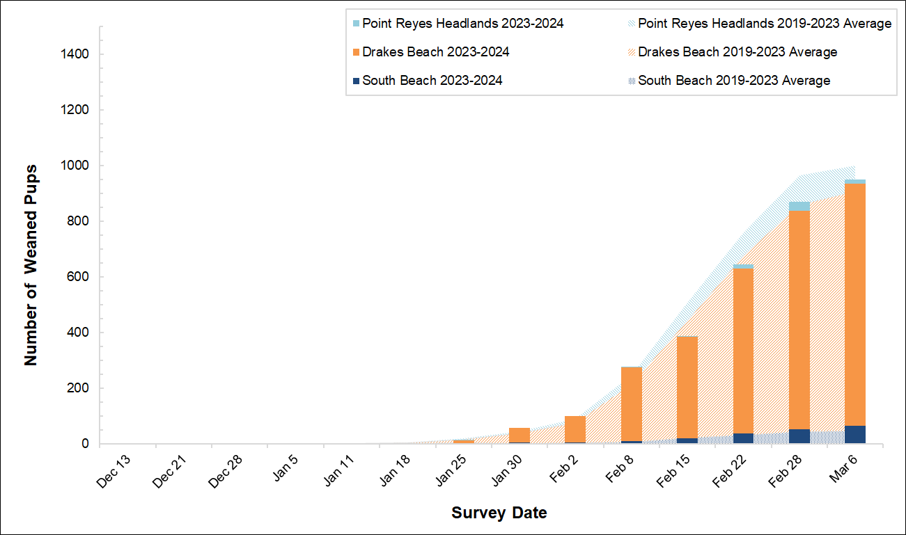 Graph of weaned pups counted at 3 colonies in Point Reyes in 2023-2024 by survey date. Bars for the present season are overlayed on an area graph of the 5-year average of weaned pups counted. Starting on Feb 15, the bars fall short of the 5-year average.