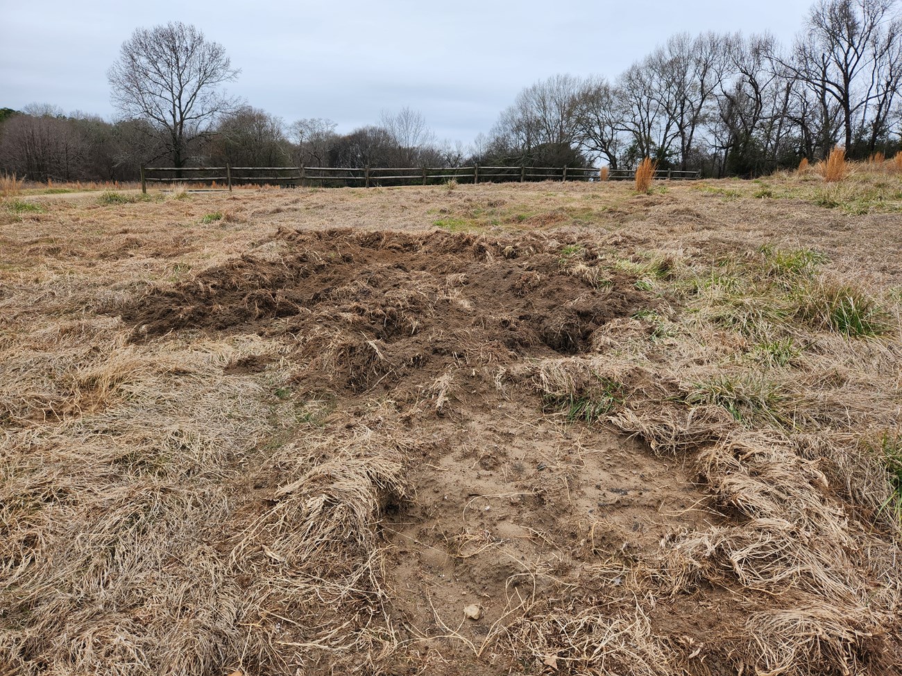 Feral swine damage in a field. The grass is dug up and trampled over.