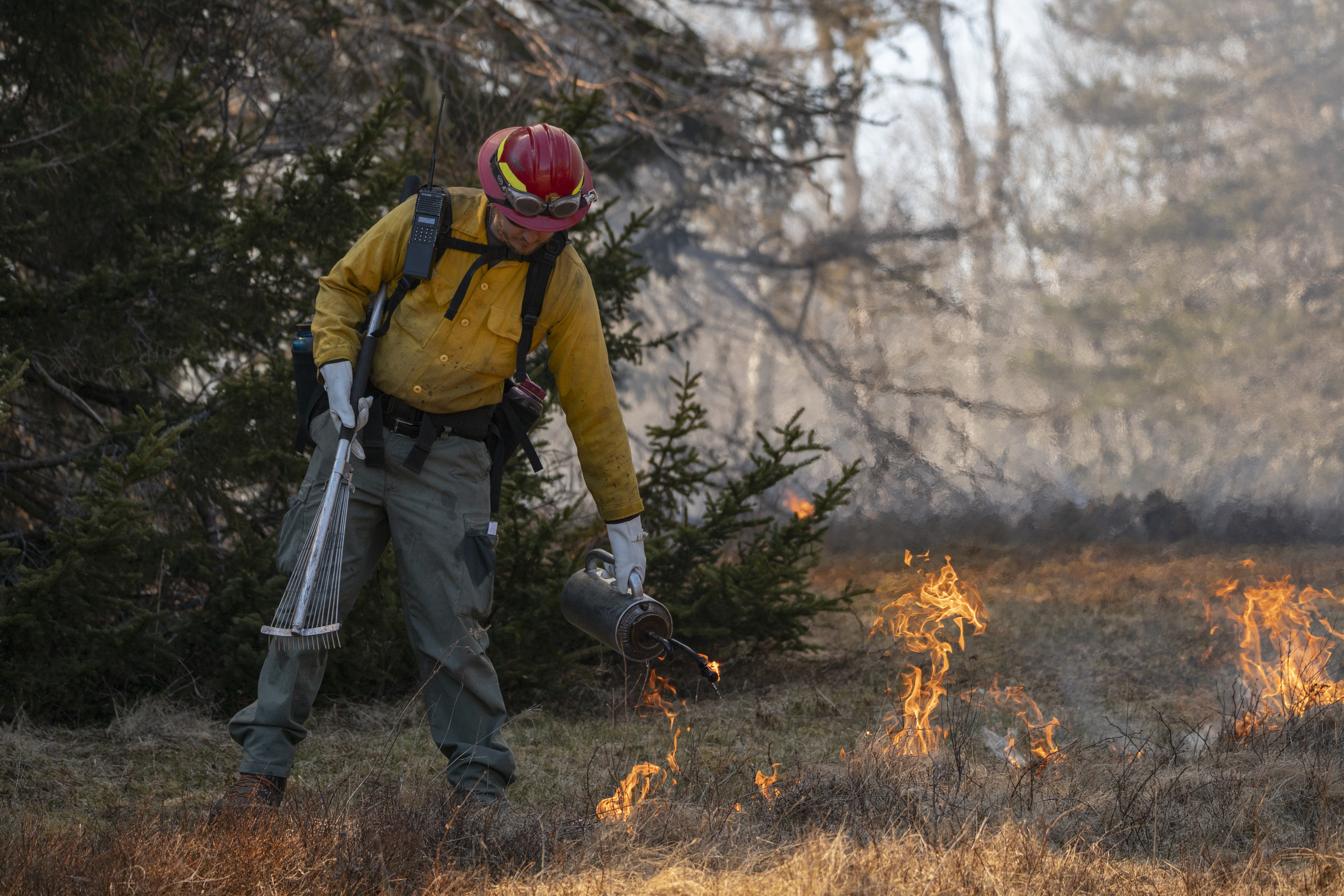 Man carrying a drip torch and walking forward with a line of grasses burning behind him.