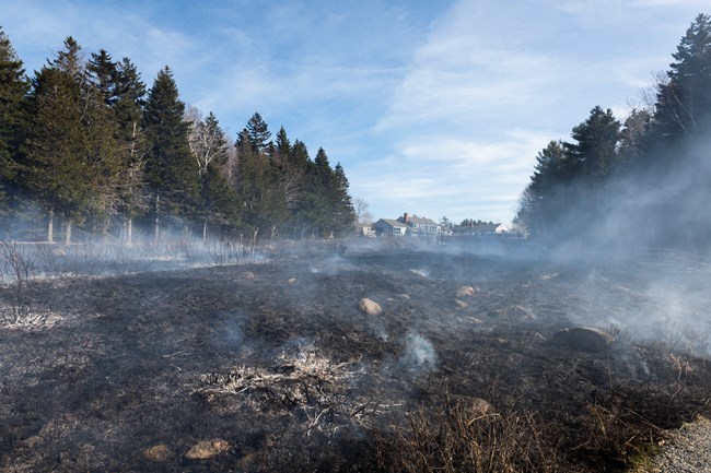 A field of smoldering grasses immediately following a prescribed burn near Jordan Pond House