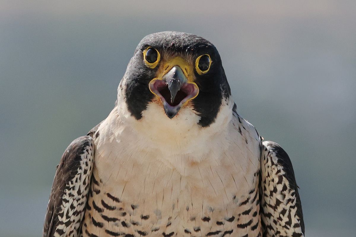 Close-up portrait of a falcon with a dark head and white neck looking straight at the camera with its mouth open, vocalizing.