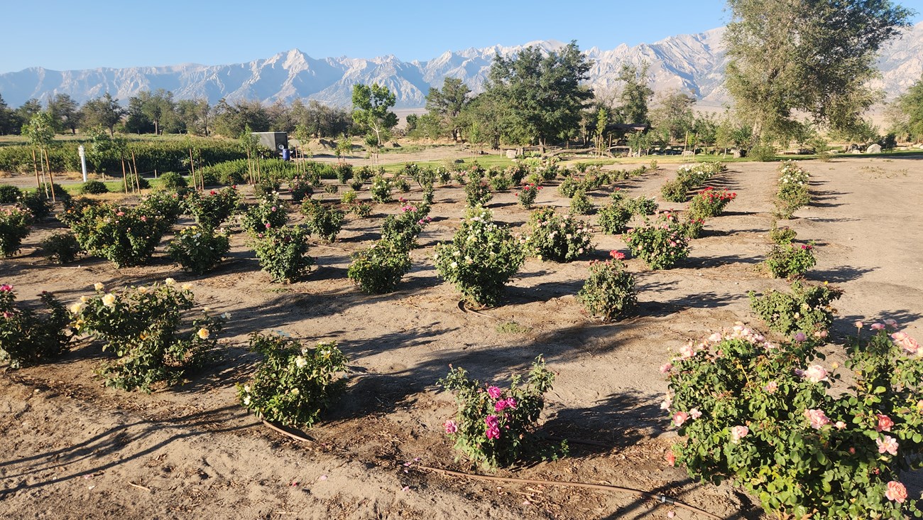 Rows of recently planted roses with a mountain range in the distance.