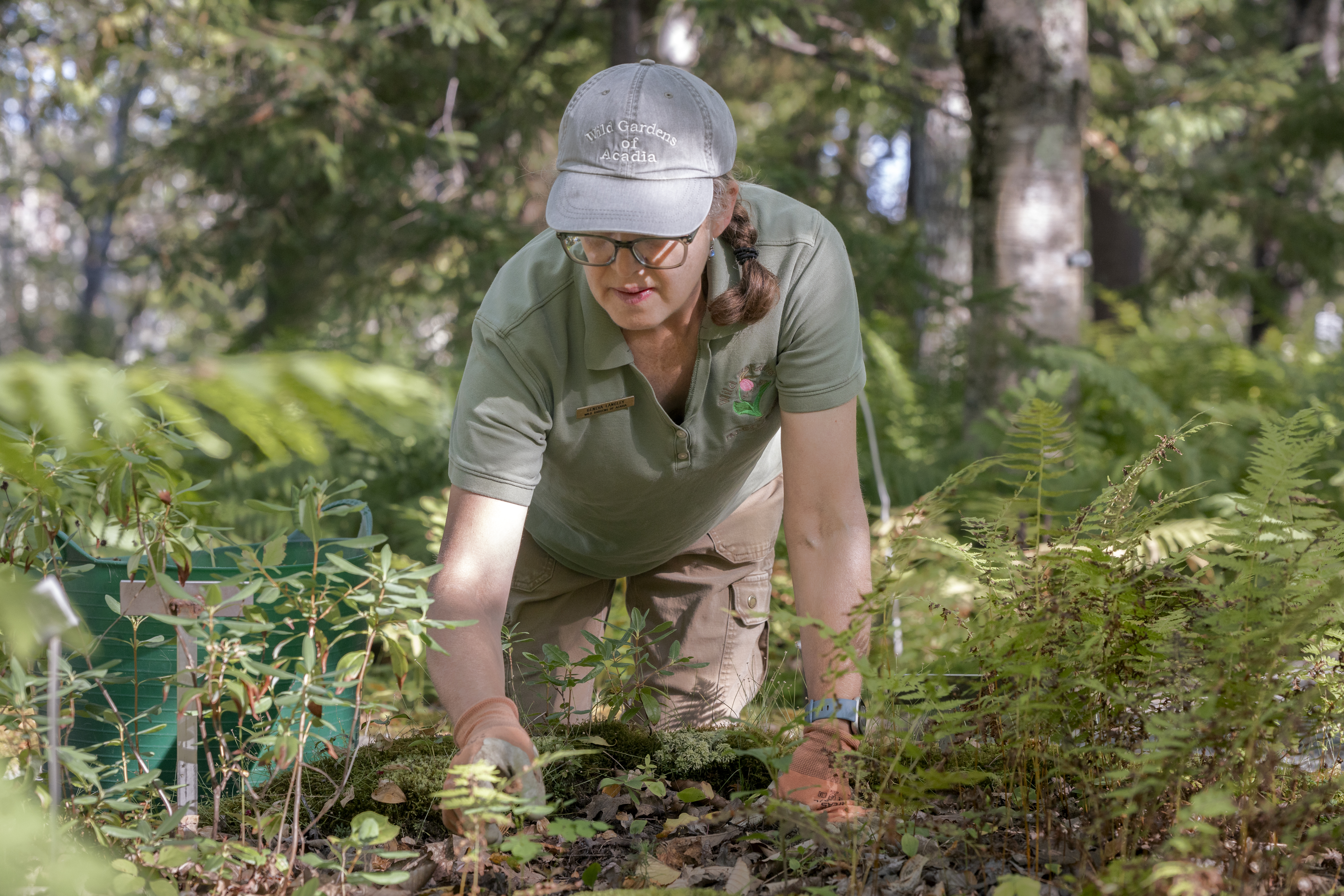 Woman picking weeds from a garden