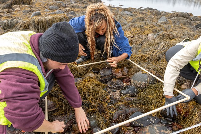 Students conduct a crab survey in a seaweed-filled low tide area.