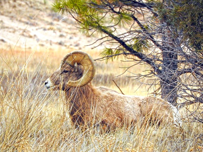 A bighorn sheep ram is bedded down in grass.