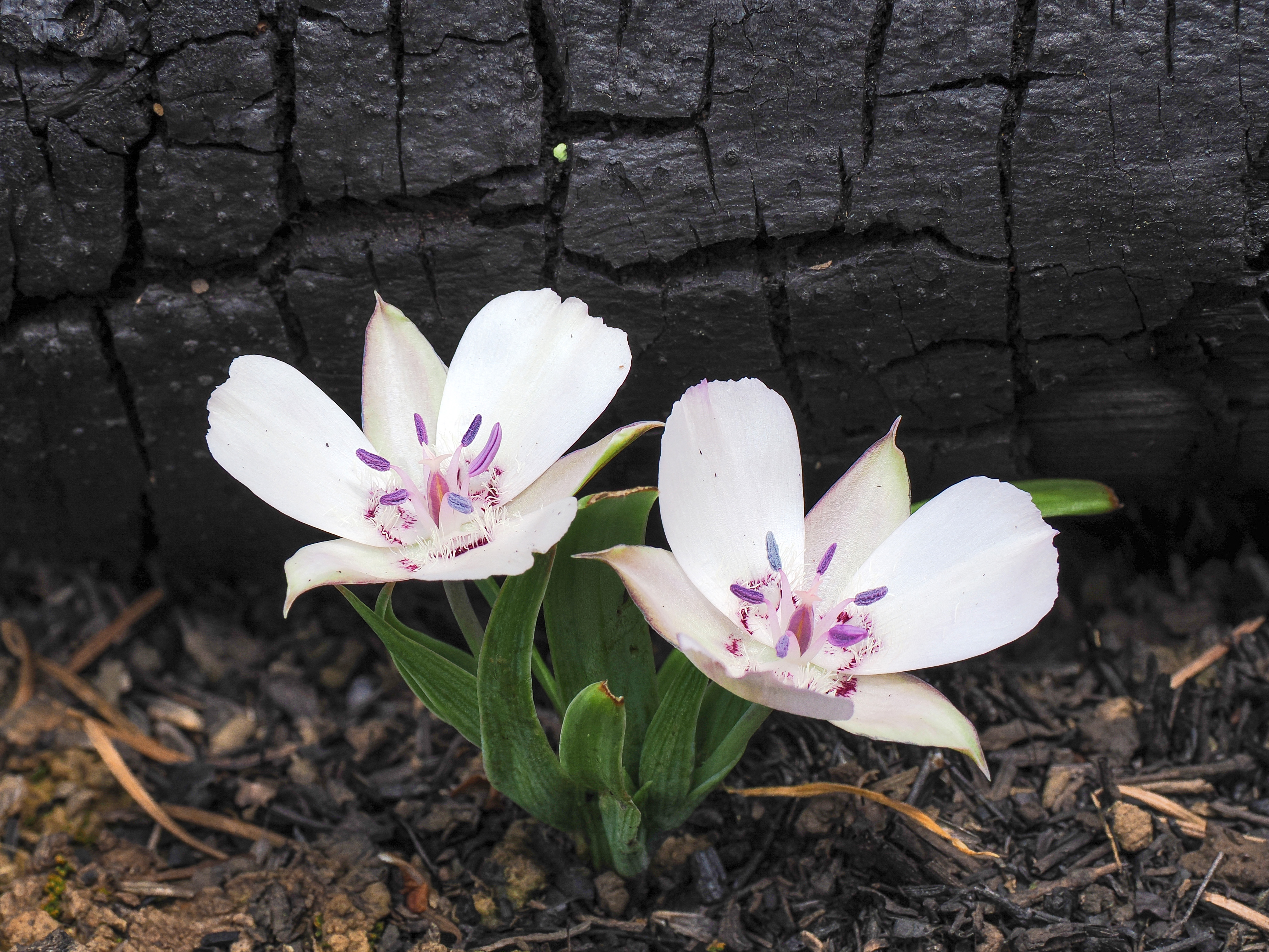 Two gorgeous, pale pink flowers with anthers and stamens in shades of pink and lavender, sprouting on stout green stems from charred black and brown soil just in front of a charred log.
