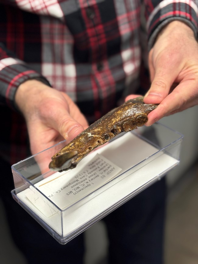 photograph of a hands holding lower jaw fossil