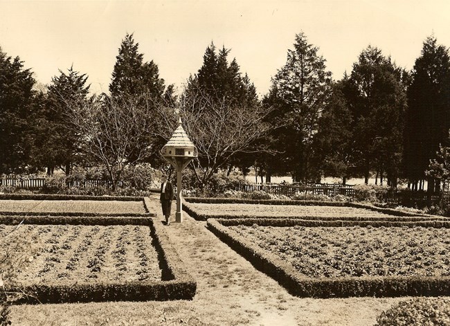person standing in garden with few plants outlining plots